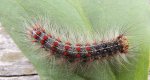 Brudnica nieparka (Lymantria dispar)