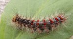 Brudnica nieparka (Lymantria dispar)