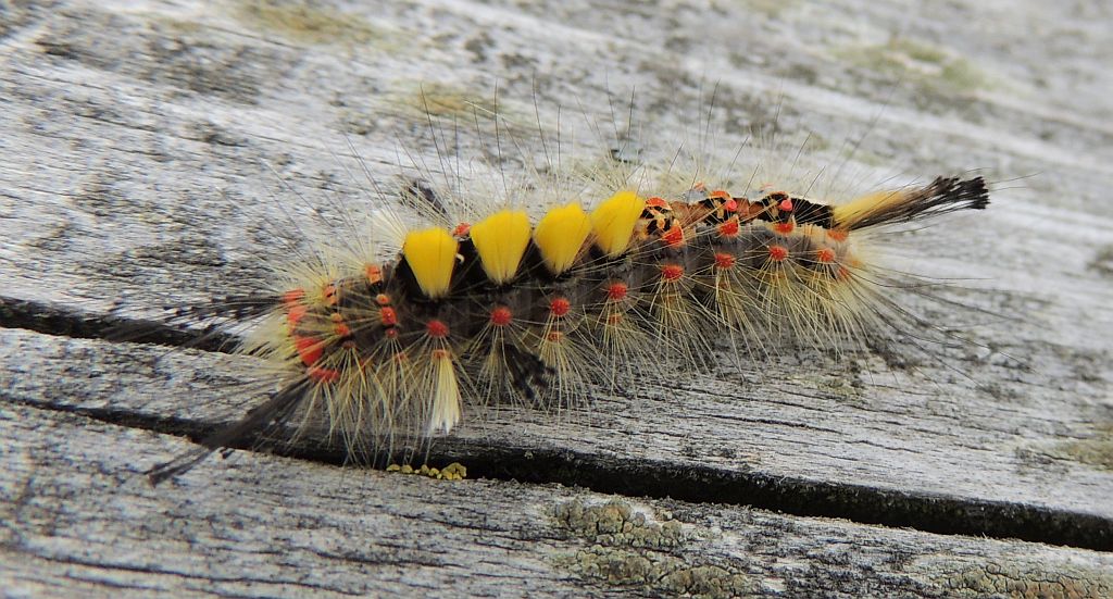 Znamionówka starka (Orgyia antiqua)