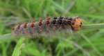 Brudnica nieparka (Lymantria dispar)