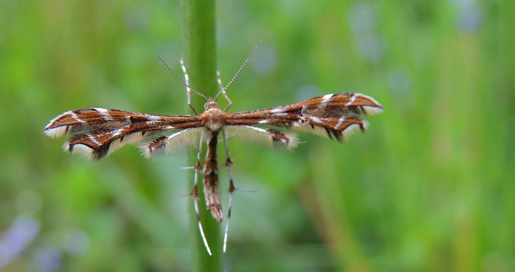 Geina didactyla