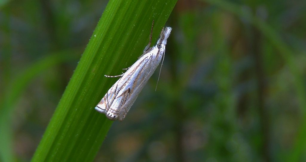 Crambus lathoniellus