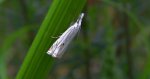 Crambus lathoniellus