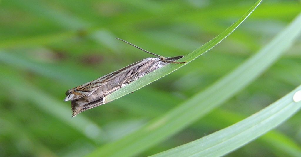 Crambus lathoniellus