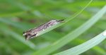 Crambus lathoniellus