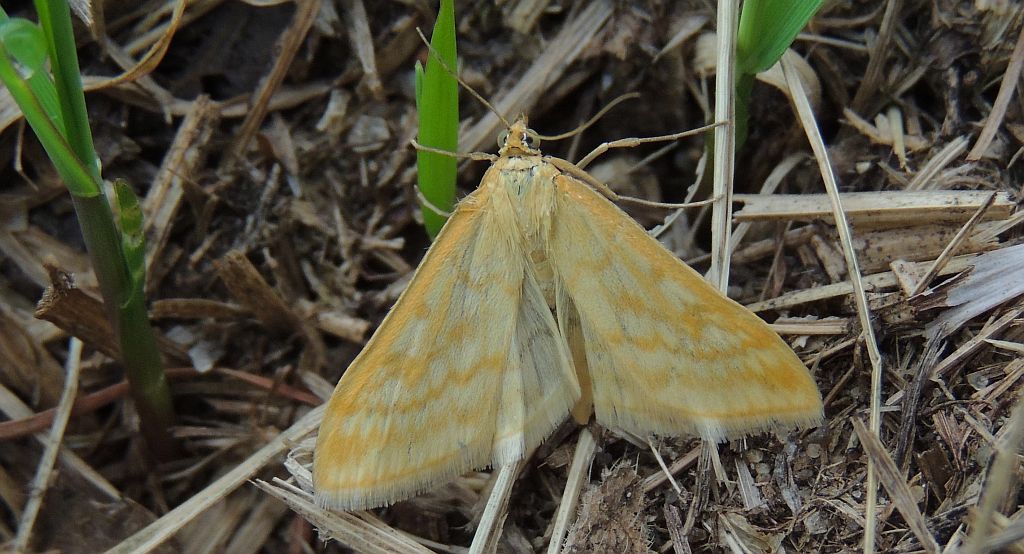 Sitochroa verticalis