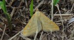 Sitochroa verticalis