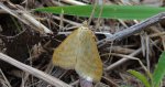 Sitochroa verticalis