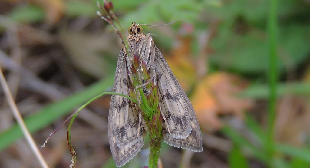 Sitochroa verticalis
