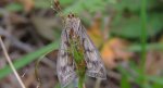 Sitochroa verticalis