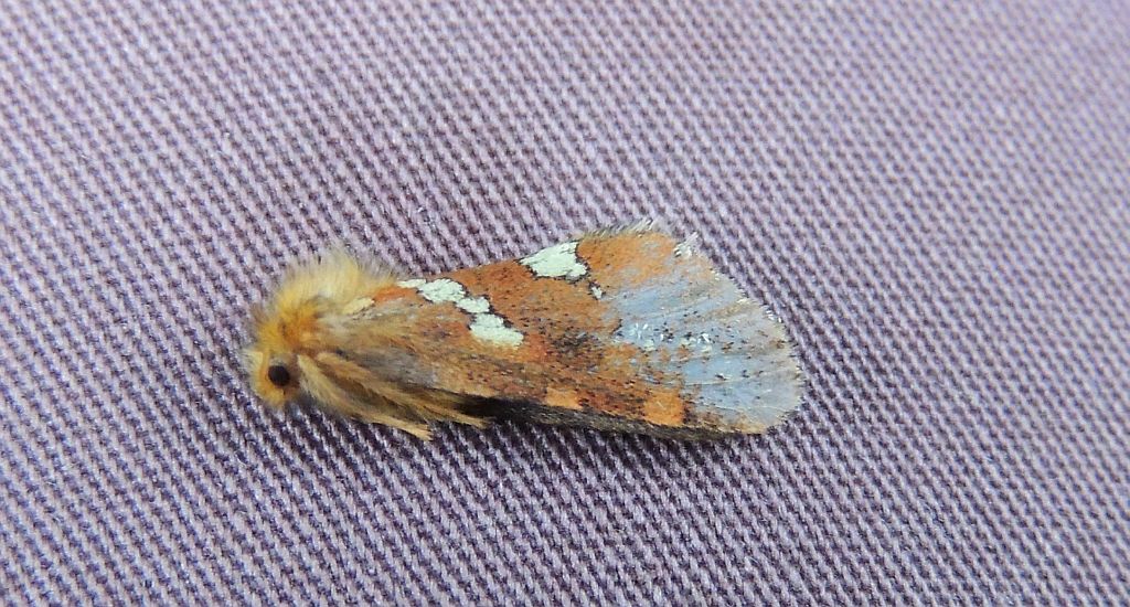 Krótkowąs paprotnik (Phymatopus hecta)