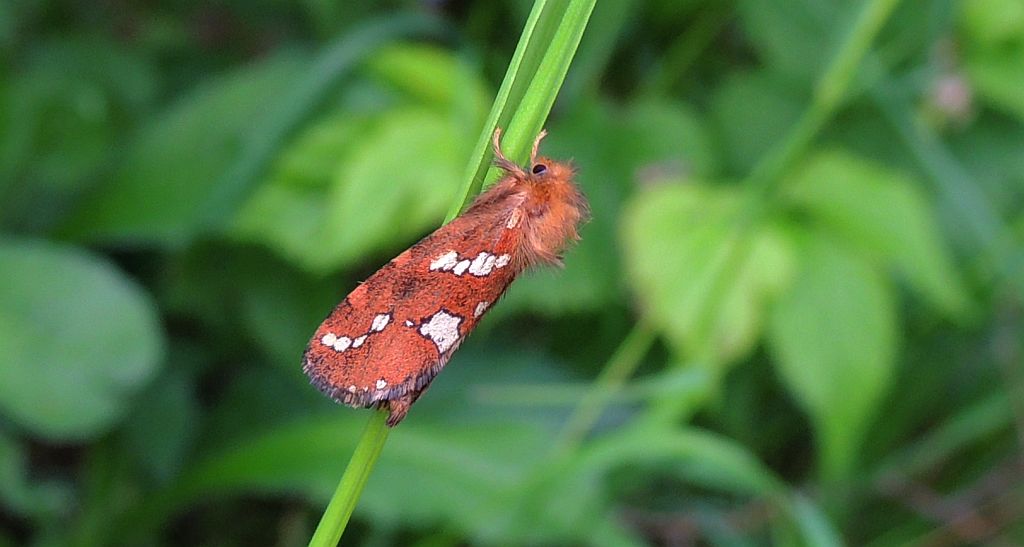 Krótkowąs paprotnik (Phymatopus hecta)
