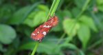 Krótkowąs paprotnik (Phymatopus hecta)