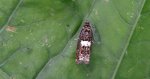 Epiblema cirsiana