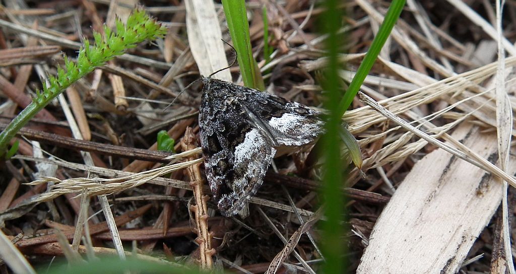 Deltote pygarga
