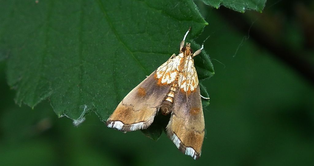 Agrotera nemoralis