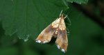 Agrotera nemoralis