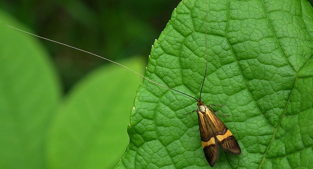 Wąsik runowiaczek (Nemophora degeerella)
