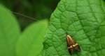 Wąsik runowiaczek (Nemophora degeerella)