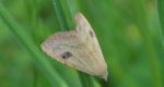 Rivula sericealis
