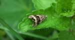 Celypha lacunana lub Orthotaenia undulana