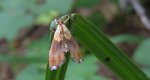 Agrotera nemoralis