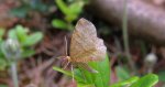 Cefis borówczak (Cepphis advenaria)