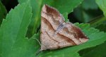 Rozszczepka śnicianka (Hypena proboscidalis)