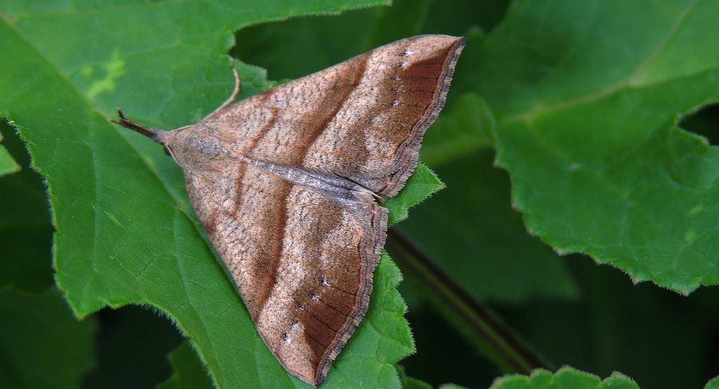 Rozszczepka śnicianka (Hypena proboscidalis)