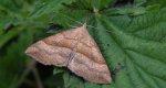 Rozszczepka śnicianka (Hypena proboscidalis)