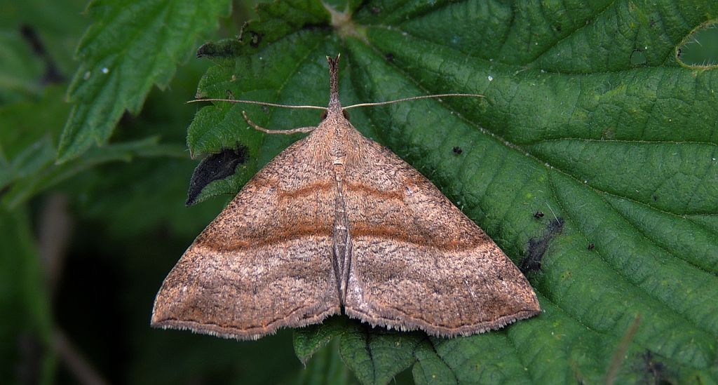 Rozszczepka śnicianka (Hypena proboscidalis)