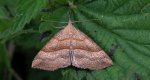 Rozszczepka śnicianka (Hypena proboscidalis)