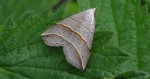 Colobochyla salicalis