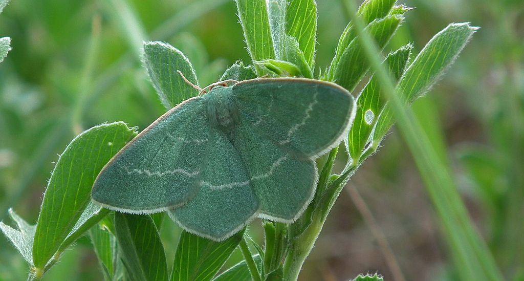 Miernik seledyniak (Chlorissa viridata)