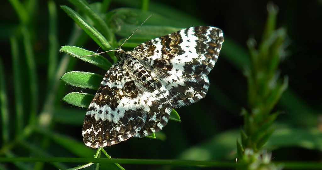 Paśnik posmutek (Epirrhoe tristata)