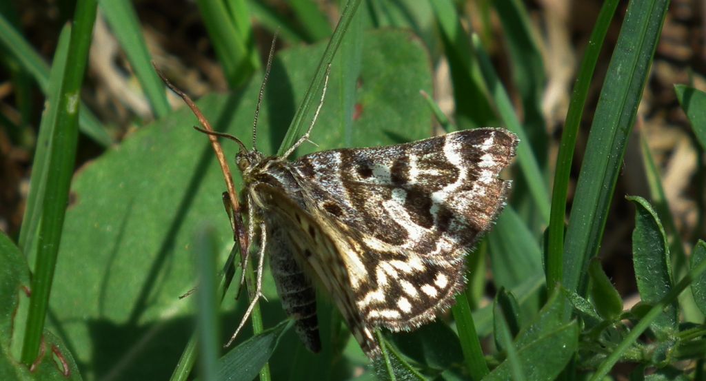 Wygłoba szczawiówka (Euclidia mi)