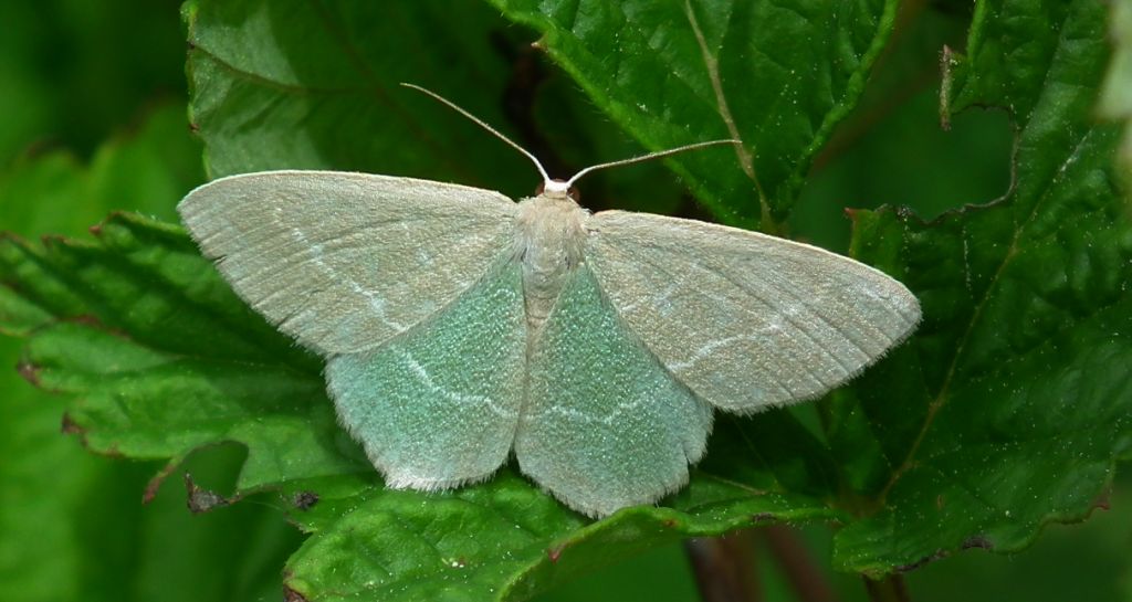 Miernik seledyniak (Chlorissa viridata)