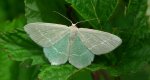 Miernik seledyniak (Chlorissa viridata)
