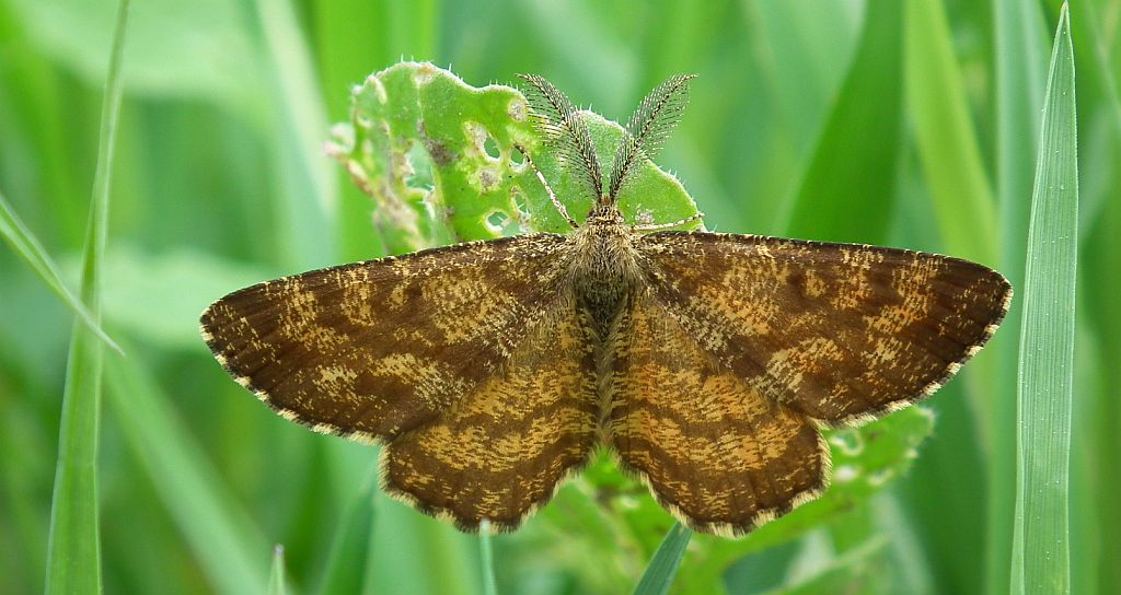 Poproch pylinkowiak (Ematurga atomaria)