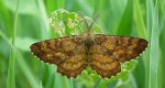 Poproch pylinkowiak (Ematurga atomaria)