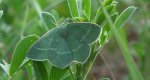 Miernik seledyniak (Chlorissa viridata)