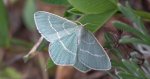 Miernik seledyniak (Chlorissa viridata)