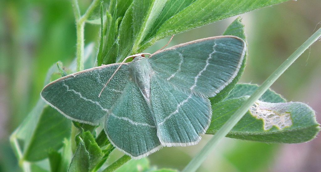 Miernik seledyniak (Chlorissa viridata)