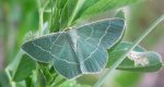 Miernik seledyniak (Chlorissa viridata)