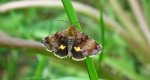 Panemeria tenebrata