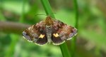 Panemeria tenebrata