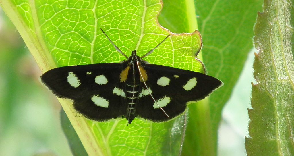 Anania funebris