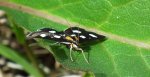 Anania funebris