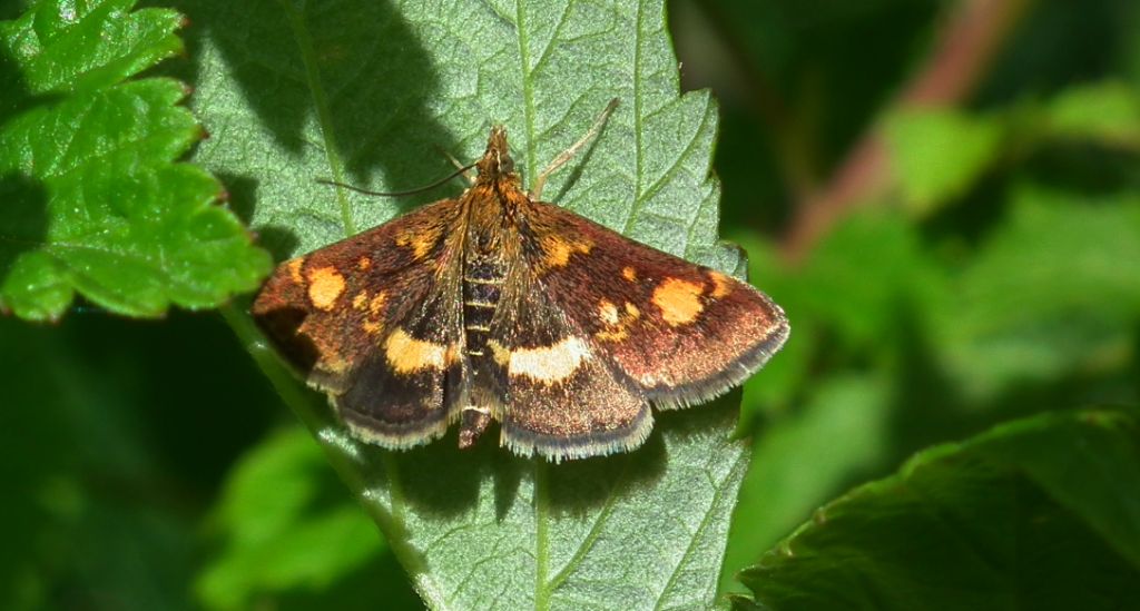 Omacnica złotowianka (Pyrausta aurata)