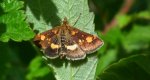Omacnica złotowianka (Pyrausta aurata)